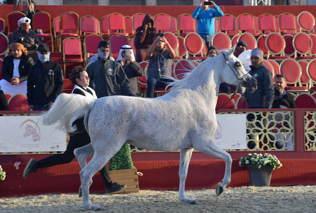 Senior Mare Silver Champion: Thamamah Al Shaqab (Gazal Al Shaqab X Thourayah Al Shaqab)