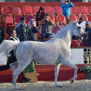 Senior Mare Silver Champion: Thamamah Al Shaqab (Gazal Al Shaqab X Thourayah Al Shaqab)