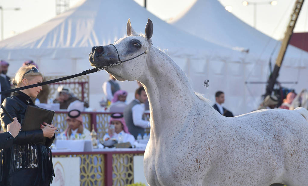 Senior Mare Silver Champion: Thamamah Al Shaqab (Gazal Al Shaqab X Thourayah Al Shaqab)