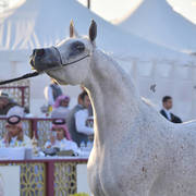 Senior Mare Silver Champion: Thamamah Al Shaqab (Gazal Al Shaqab X Thourayah Al Shaqab)