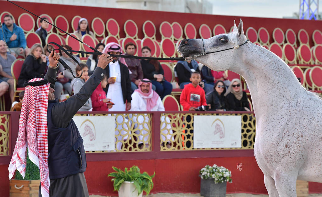 Senior Mare Silver Champion: Thamamah Al Shaqab (Gazal Al Shaqab X Thourayah Al Shaqab)