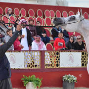 Senior Mare Silver Champion: Thamamah Al Shaqab (Gazal Al Shaqab X Thourayah Al Shaqab)