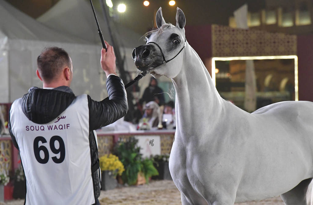 Senior Mare Bronze Champion: Hattan Al Nasser (Hariry Al Shaqab X Ftoon Al Shaqab) 
