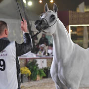 Senior Mare Bronze Champion: Hattan Al Nasser (Hariry Al Shaqab X Ftoon Al Shaqab) 