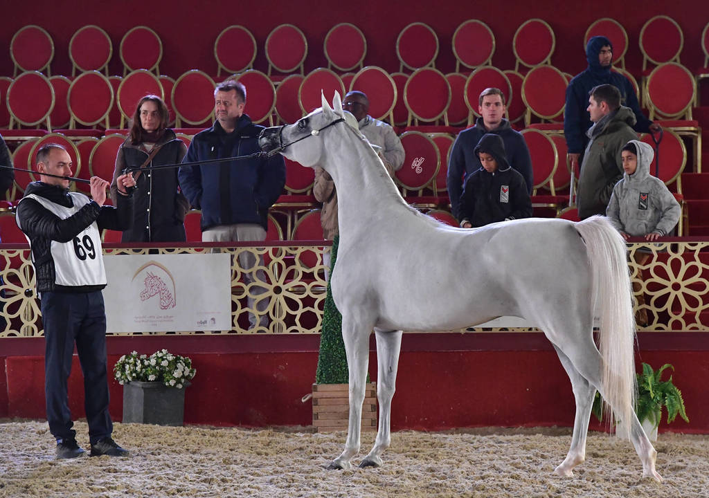 Senior Mare Bronze Champion: Hattan Al Nasser (Hariry Al Shaqab X Ftoon Al Shaqab) 
