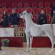 Senior Mare Bronze Champion: Hattan Al Nasser (Hariry Al Shaqab X Ftoon Al Shaqab) 