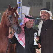 Junior Colt Gold Champion: Tayamon Al Shaqab (Marwan Al Shaqab X Farah Al Shaqab)   