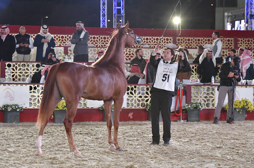 Junior Colt Gold Champion: Tayamon Al Shaqab (Marwan Al Shaqab X Farah Al Shaqab)   