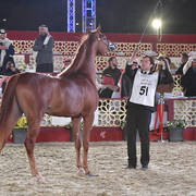 Junior Colt Gold Champion: Tayamon Al Shaqab (Marwan Al Shaqab X Farah Al Shaqab)   