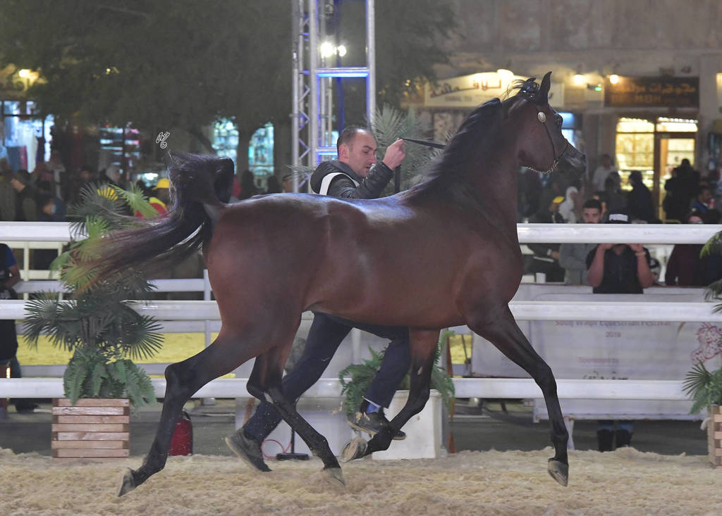 Junior Colt Silver Champion: Badiea Al Nasser (RFI Farid X Aliah Al Nasser) 