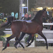 Junior Colt Silver Champion: Badiea Al Nasser (RFI Farid X Aliah Al Nasser) 