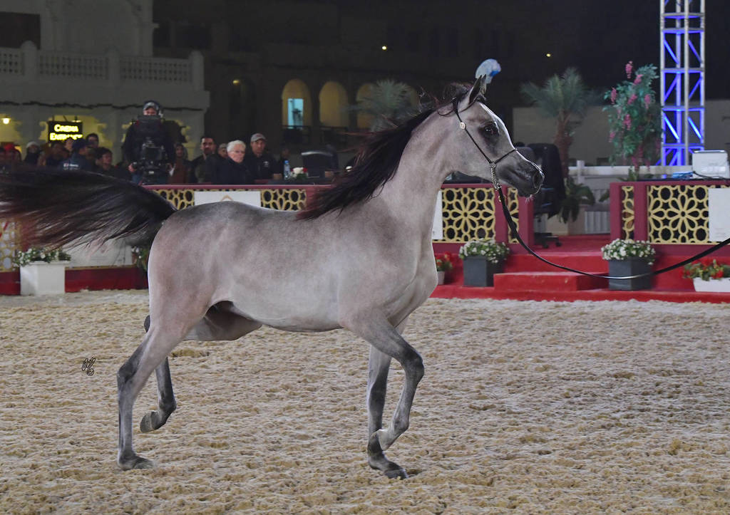 Junior Colt Bronze Champion: Aqil Al Shaqab (SMA Magic One X Faten Al Shaqab)    