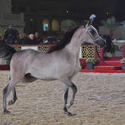 Junior Colt Bronze Champion: Aqil Al Shaqab (SMA Magic One X Faten Al Shaqab)    