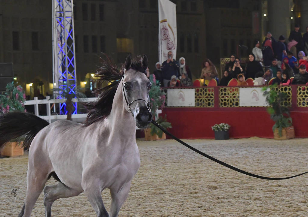 Junior Colt Bronze Champion: Aqil Al Shaqab (SMA Magic One X Faten Al Shaqab)    