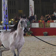 Junior Colt Bronze Champion: Aqil Al Shaqab (SMA Magic One X Faten Al Shaqab)    