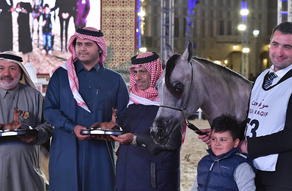 Junior Colt Bronze Champion: Aqil Al Shaqab (SMA Magic One X Faten Al Shaqab)    