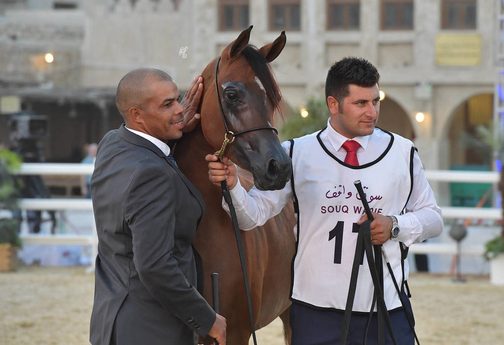 Junior Filly Gold Champion: EM Queen Desert (Fadi Al Shaqab X Wajd Al Shaqab) 