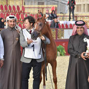 Junior Filly Silver Champion: Shuaa Al Shaqab (SMA Magic One X Al Farida Al Shaqab)  