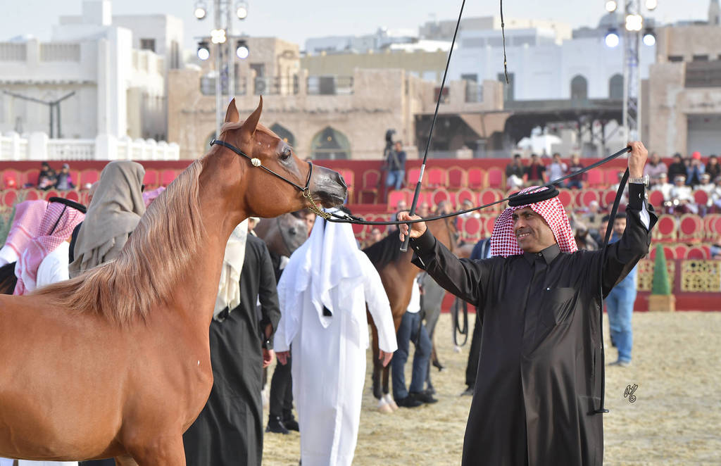 Junior Filly Silver Champion: Shuaa Al Shaqab (SMA Magic One X Al Farida Al Shaqab)  