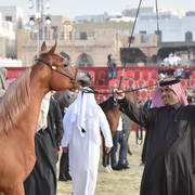 Junior Filly Silver Champion: Shuaa Al Shaqab (SMA Magic One X Al Farida Al Shaqab)  