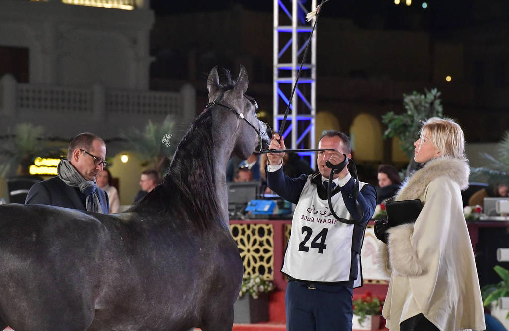 Junior Filly Bronze Champion: Ramtha Al Shaqab (Hadidy Al Shaqab X ZT Maghan) 