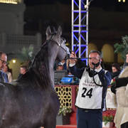 Junior Filly Bronze Champion: Ramtha Al Shaqab (Hadidy Al Shaqab X ZT Maghan) 