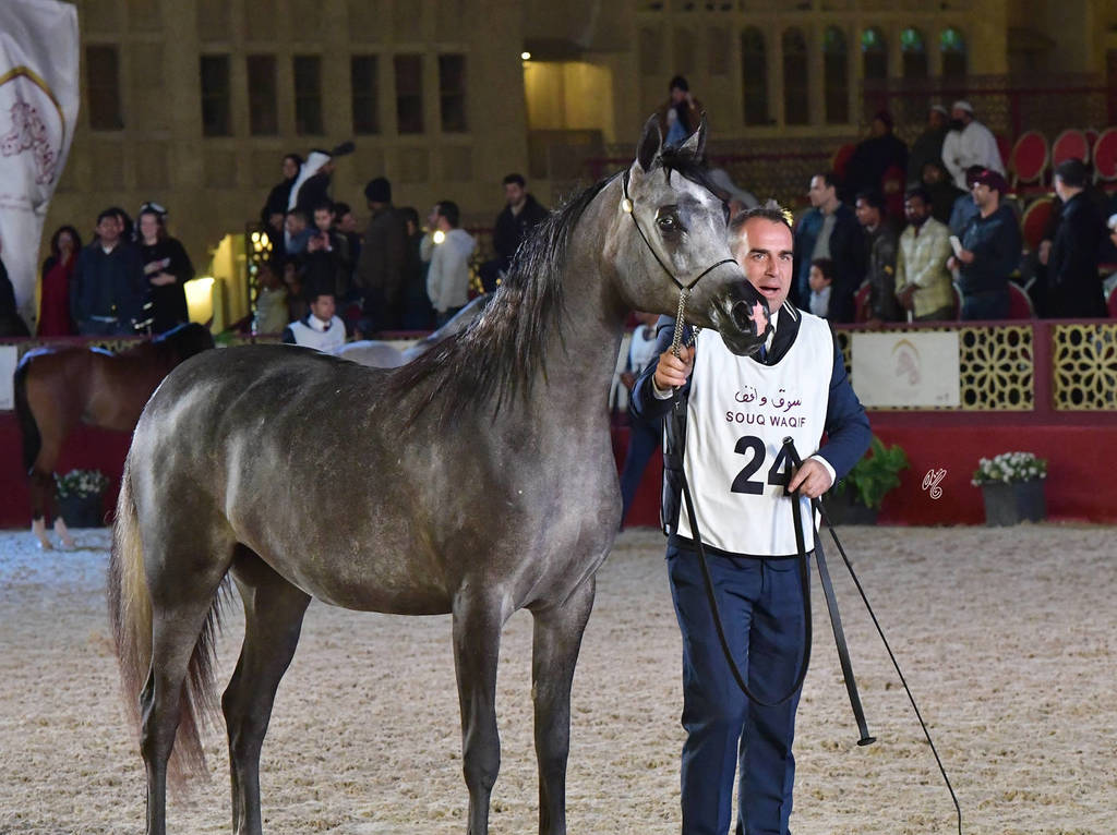 Junior Filly Bronze Champion: Ramtha Al Shaqab (Hadidy Al Shaqab X ZT Maghan) 