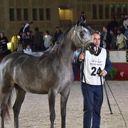 Junior Filly Bronze Champion: Ramtha Al Shaqab (Hadidy Al Shaqab X ZT Maghan) 
