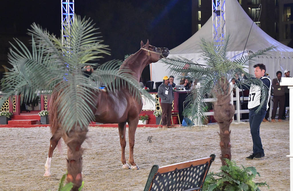 Spartacus TO: Stallions 7-11 & 12 Years Old and Over 