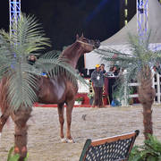 Spartacus TO: Stallions 7-11 & 12 Years Old and Over 