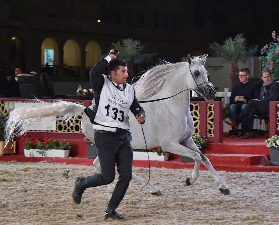 Ghawi Elkhaleej: Stallions 7-11 & 12 Years Old and Over 
