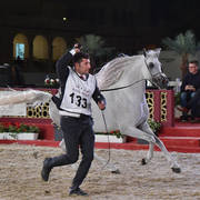 Ghawi Elkhaleej: Stallions 7-11 & 12 Years Old and Over 