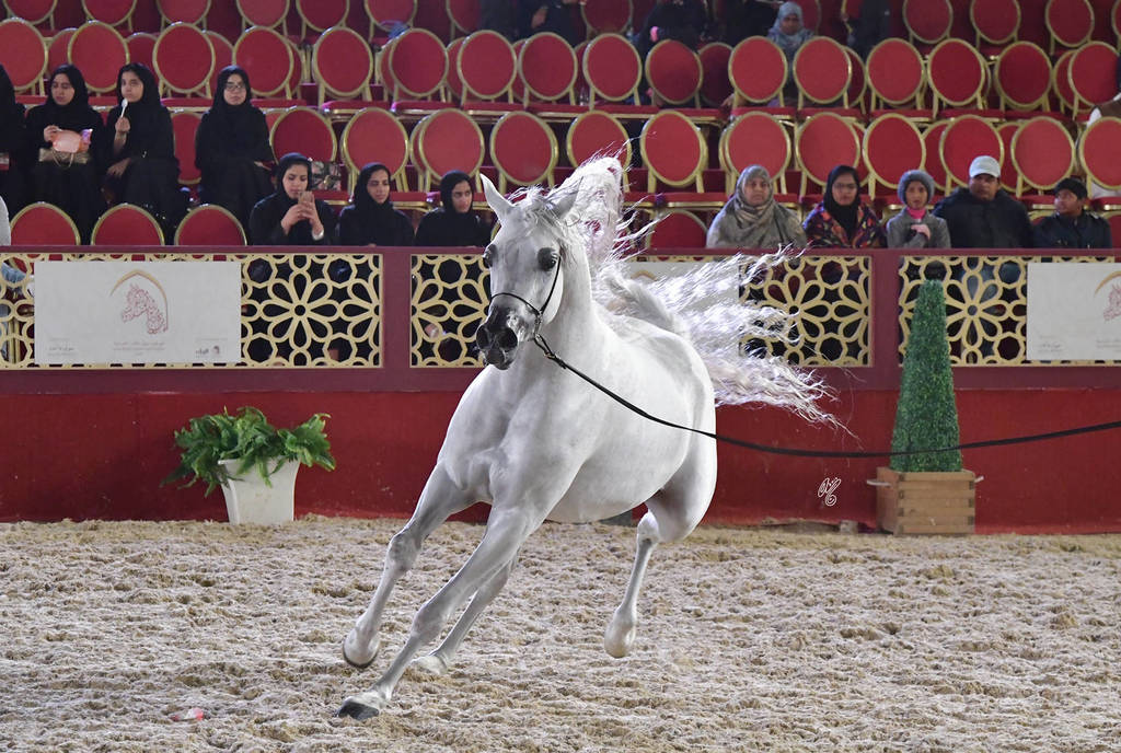 Ghawi Elkhaleej: Stallions 7-11 & 12 Years Old and Over 