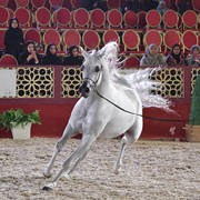 Ghawi Elkhaleej: Stallions 7-11 & 12 Years Old and Over 
