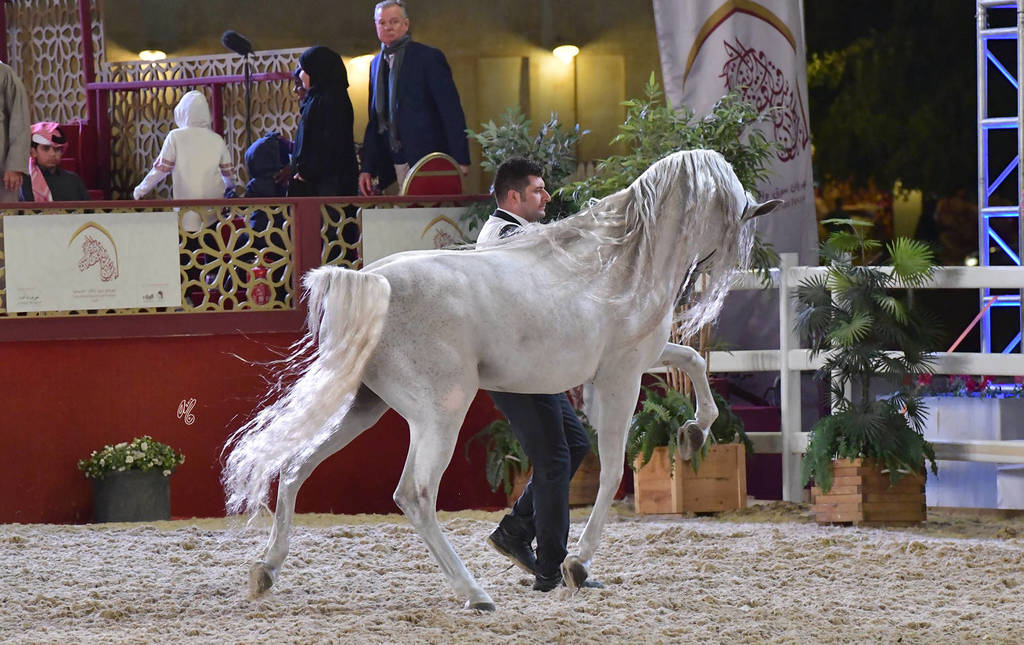 Ghawi Elkhaleej: Stallions 7-11 & 12 Years Old and Over 