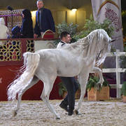 Ghawi Elkhaleej: Stallions 7-11 & 12 Years Old and Over 