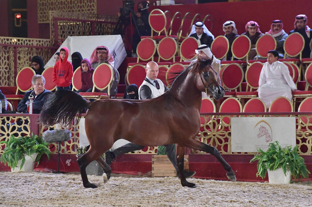 Shaheen Lembarak: Stallions 4-6 Years Old  