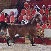 Shaheen Lembarak: Stallions 4-6 Years Old  