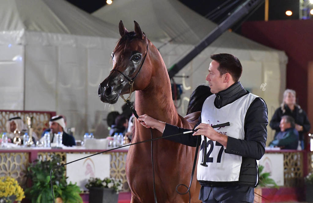 Thahab Ajman: Stallions 4-6 Years Old  