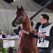 Thahab Ajman: Stallions 4-6 Years Old  