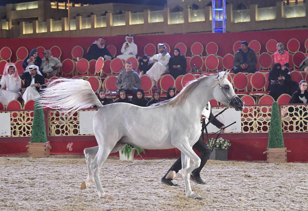 Tammar Al Zobair: Stallions 4-6 Years Old  