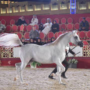 Tammar Al Zobair: Stallions 4-6 Years Old  