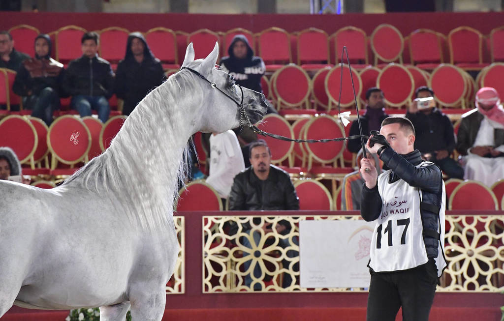 Nayef Umm Aludham: Stallions 4-6 Years Old 