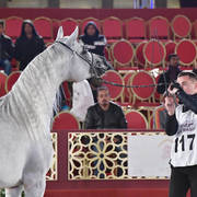 Nayef Umm Aludham: Stallions 4-6 Years Old 