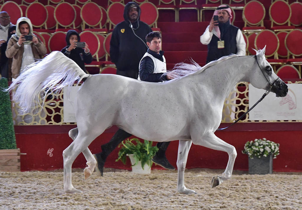 Lamana: Mares 12 Years Old and Over  