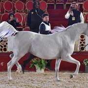 Lamana: Mares 12 Years Old and Over  