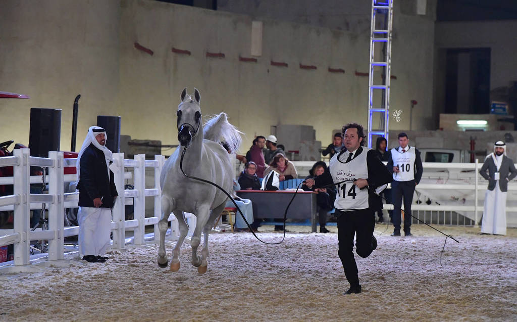 Lamana: Mares 12 Years Old and Over 