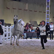 Lamana: Mares 12 Years Old and Over 