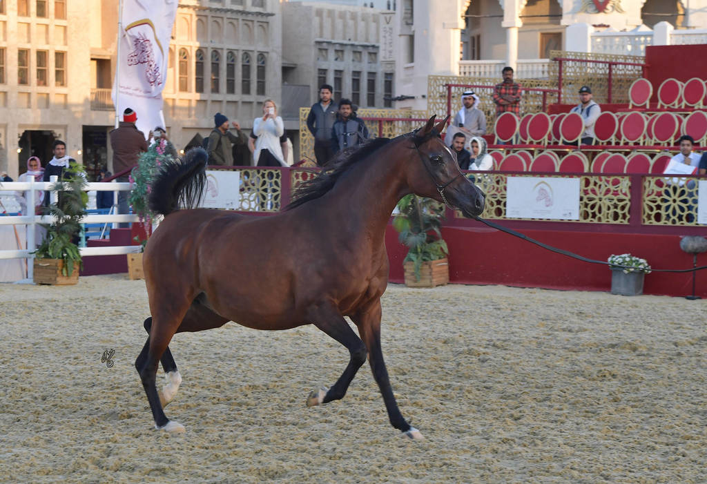 Wista: Mares 7-11 Years Old