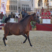 Wista: Mares 7-11 Years Old